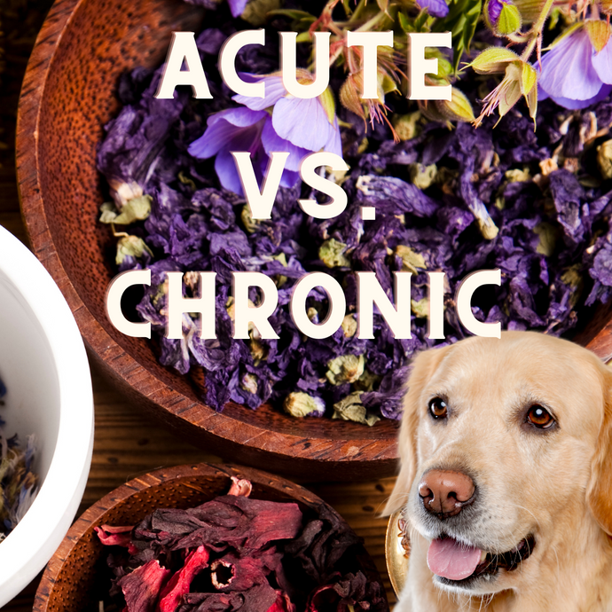 Acute vs. Chronic Conditions & What That Means For Your Dog