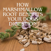 How Marshmallow Root Benefits Your Dogs Digestion