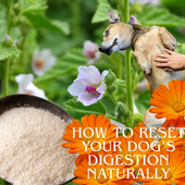 Healing from the Inside Out: How to Reset Your Dog’s Digestion Naturally