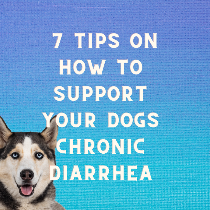7 Tips To Help Your Dog With Chronic Diarrhea