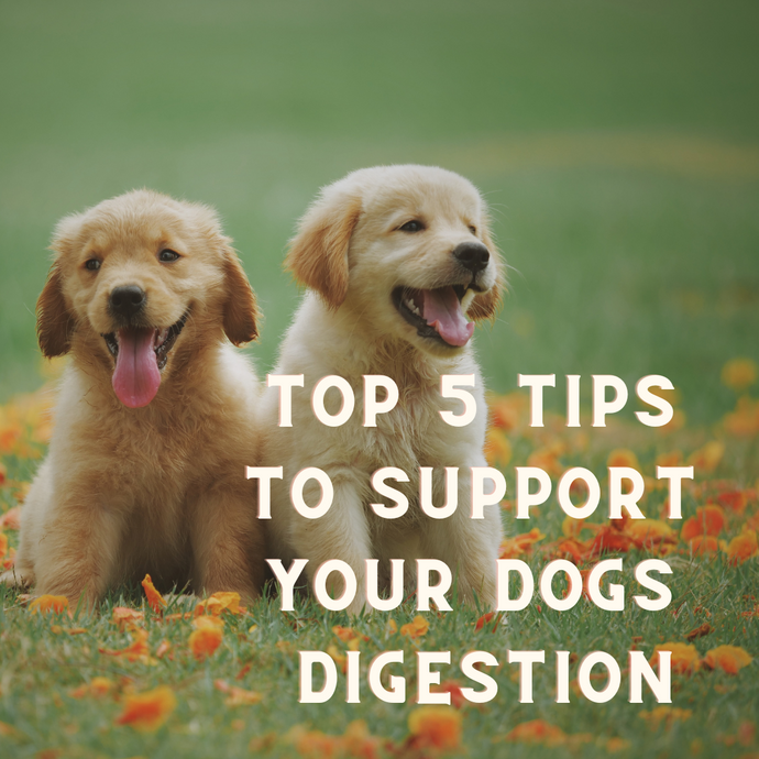 Top Five Tips To Help Your Dog Have Optimal Digestion