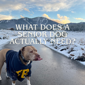 What Does a Senior Dog Actually Need?