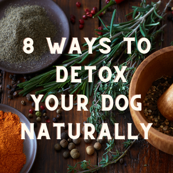 8 Ways To Detox Your Dog Naturally