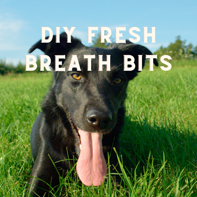 DIY Doggo Fresh Breath Bites