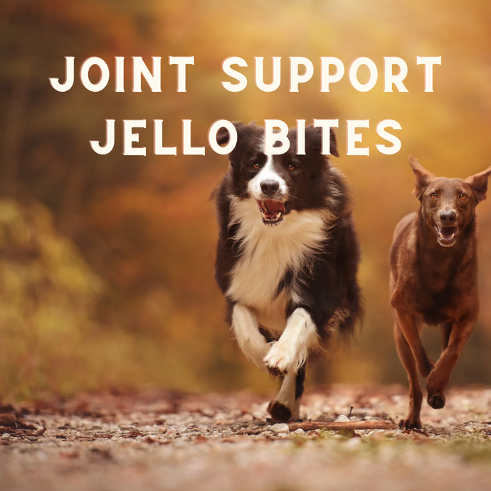 DIY Healthy Joint Jello For Dogs