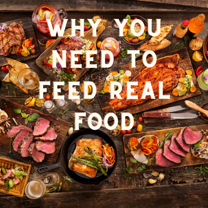 Top Reasons Why Your Dog Needs To Eat "Real" Food