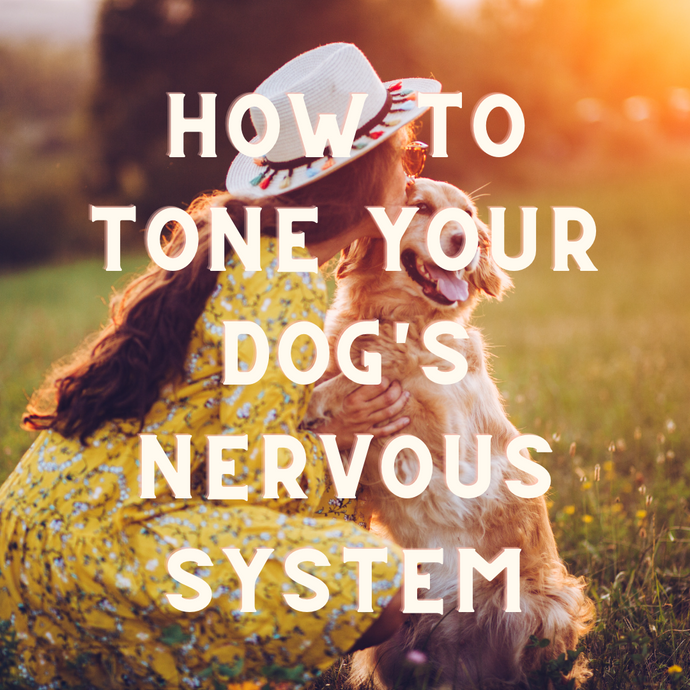How To Tone Your Dogs Nervous System With Oatstraw Bone Broth