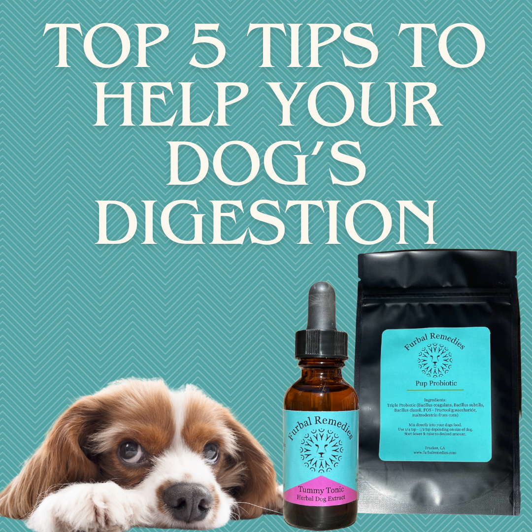 Beautiful view of Healthy Digestive Tips For Dogs