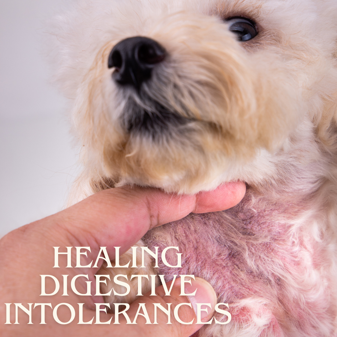 Digestive Problems In Dogs Requires Diet Change photo