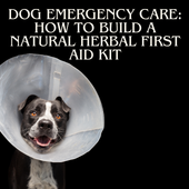 Dog Emergency Care: How to Build a Natural Herbal First Aid Kit