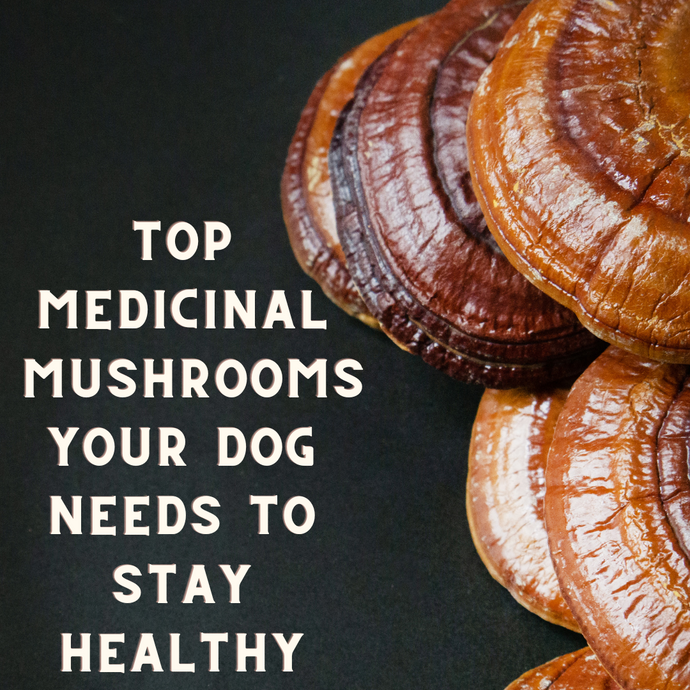 The Top Medicinal Mushrooms Your Dog Needs to Stay Healthy