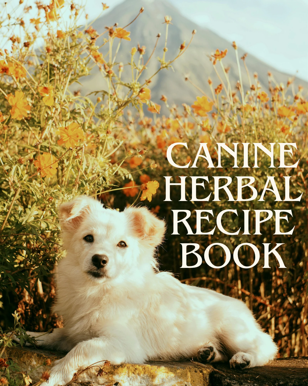 Herbal recipe book for dogs — real food toppers, frozen snacks, and homemade herbal treats.