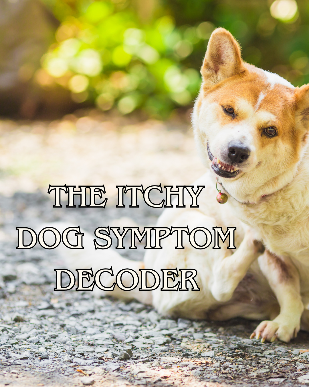 Digestive Intolerances: The Itchy Dog Symptom Decoder - Free Guide