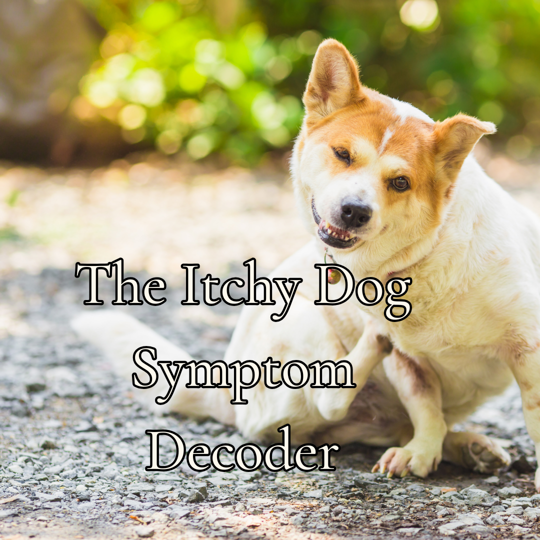 Digestive Intolerances: The Itchy Dog Symptom Decoder - Free Guide