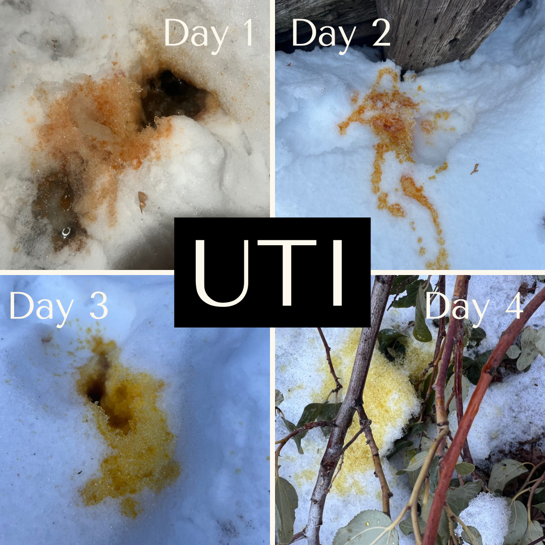 First Aid — OregaWild - Oil of Oregano