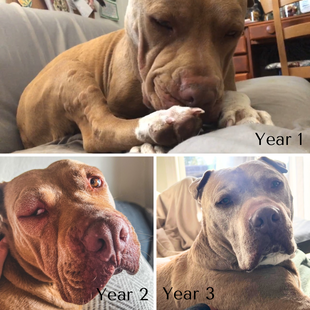 Allergy Relief — Allergy Relief Extract for Dogs | Itchy Skin & Seasonal Allergy Support