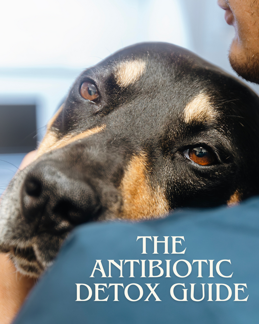 Dogs’ Antibiotics Detox Guide—downloadable step-by-step program to help dogs recover after antibiotic treatment.
