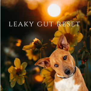 Leaky Gut Reset - healing your dog's digestive intolerances