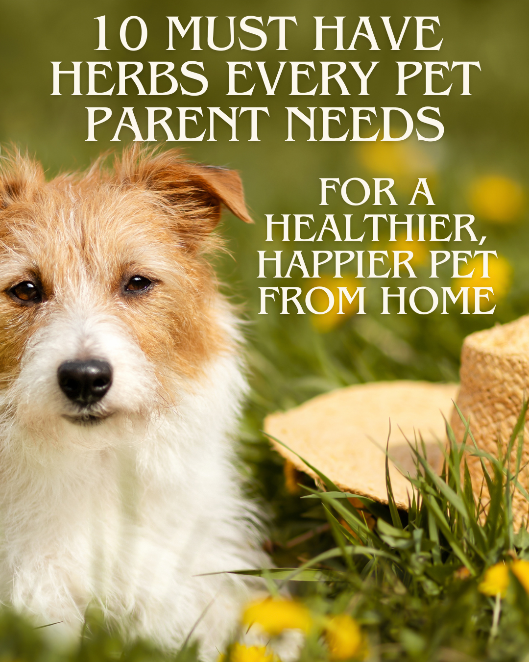 x1. FREE Guide - 10 Must Have Herbs Every Pet Parent Needs For A Healthier, Happier Pet From Home