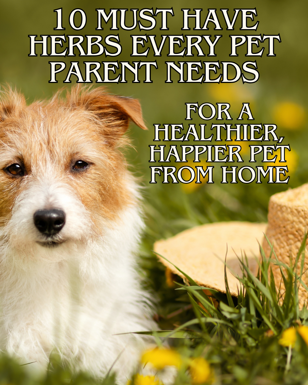 Digestive Wellness — 10 Essential Herbs for Pet Care (Free Download)