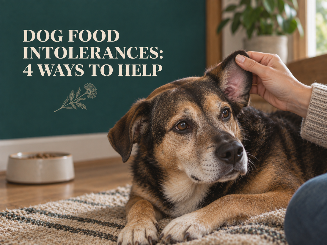 Dog having its irritated ear gently examined beside a food bowl.