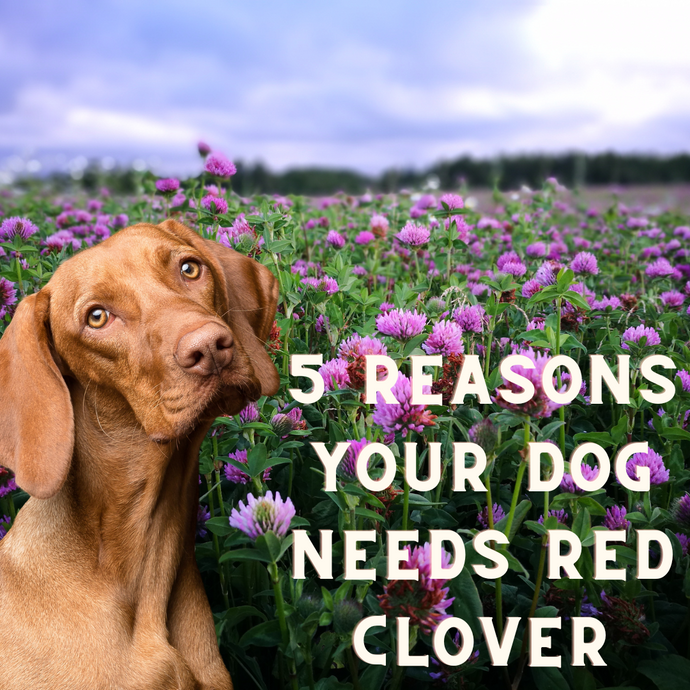 5 Reasons Your Dog Needs Red Clover In Their Life