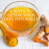 8 Ways To Detox Your Dog Naturally