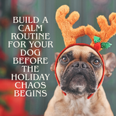 helping dogs and cats feel calm during the holidays with herbal remedies.