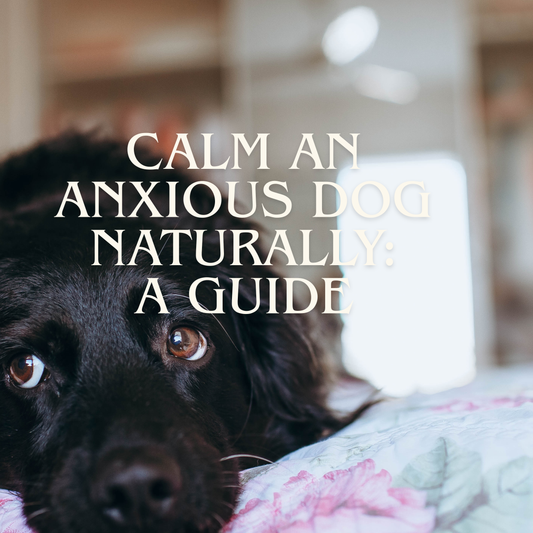 How To Calm an Anxious Dog Naturally: Signs, Triggers and Holistic Support