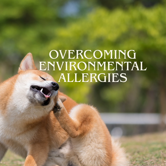 How To Overcome Your Dog's Environmental Allergies