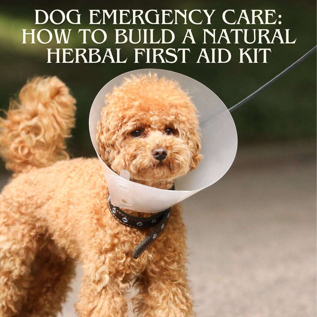 Dog Emergency Care: How to Build a Natural Herbal First Aid Kit