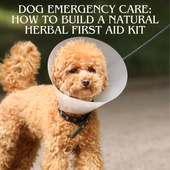 Dog Emergency Care: How to Build a Natural Herbal First Aid Kit