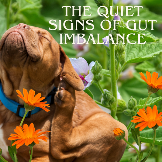 The Quiet Signs of Gut Imbalance: What Your Dog’s Skin & Ears Are Trying to Tell You