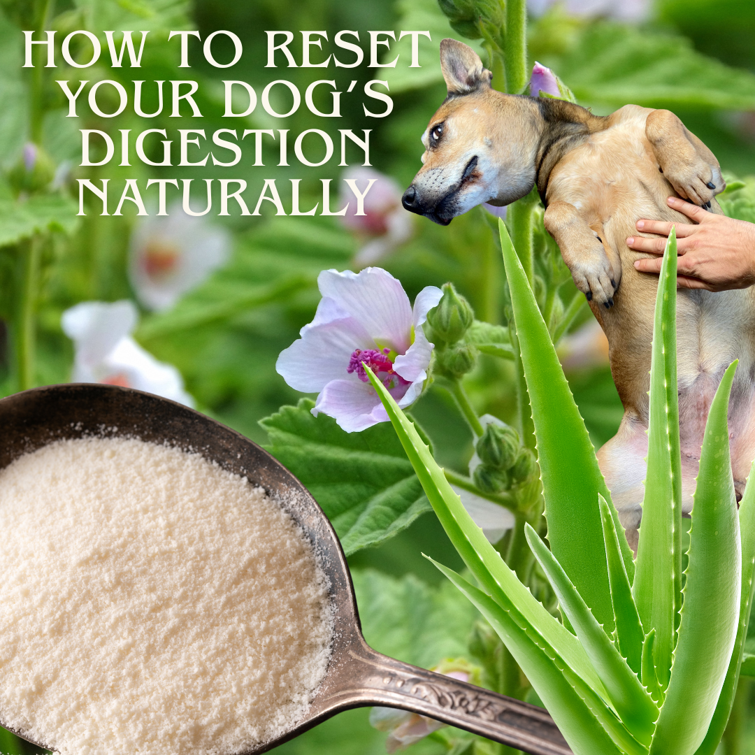 Healing from the Inside Out: How to Reset Your Dog’s Digestion Naturally