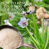Healing from the Inside Out: How to Reset Your Dog’s Digestion Naturally