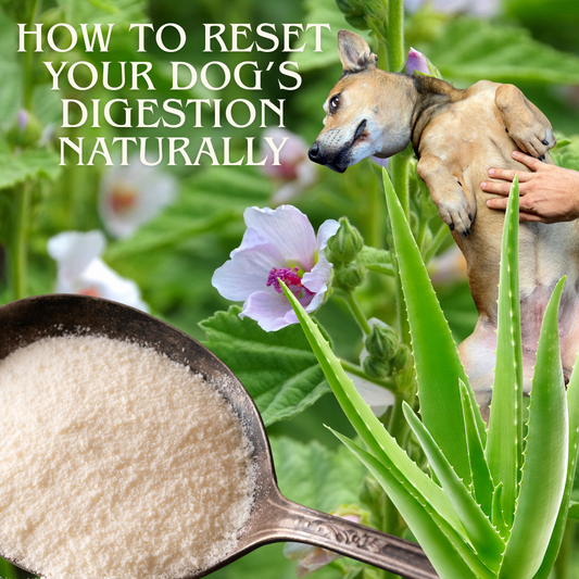 Healing from the Inside Out: How to Reset Your Dog’s Digestion Naturally