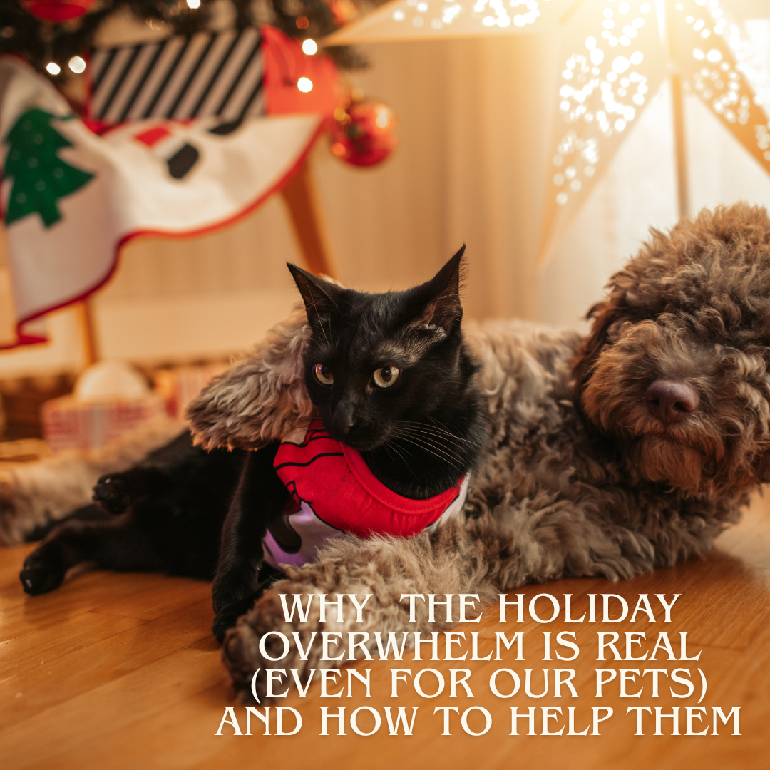 Why The Holiday Overwhelm Is Real (Even for our pets) and How To Help Them