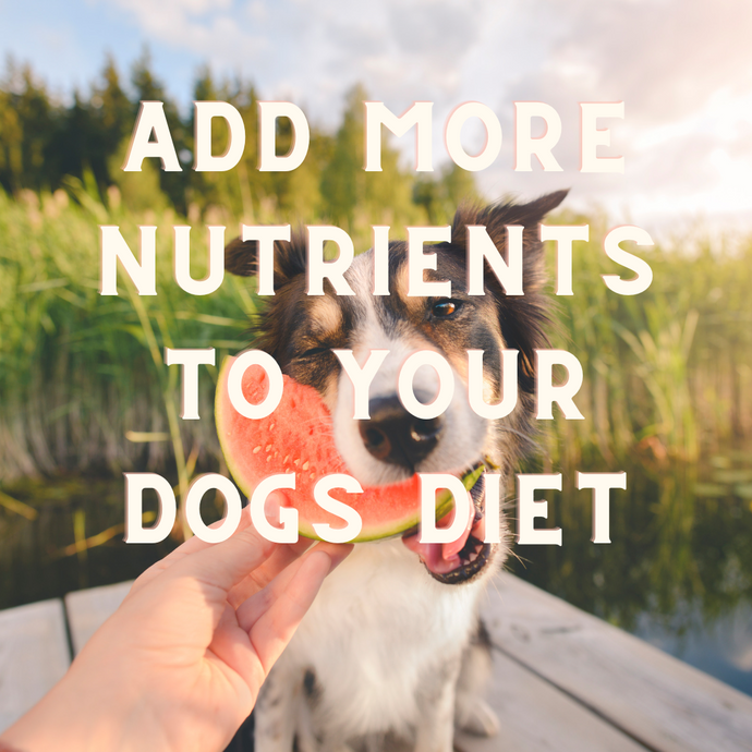 6 Tips To Add More Nutrients To Your Dogs Diet