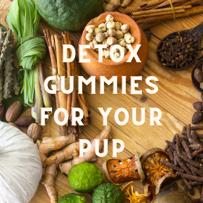 DIY Natural, Healthy, Herbal Detox Gummy Dog Treat Recipe