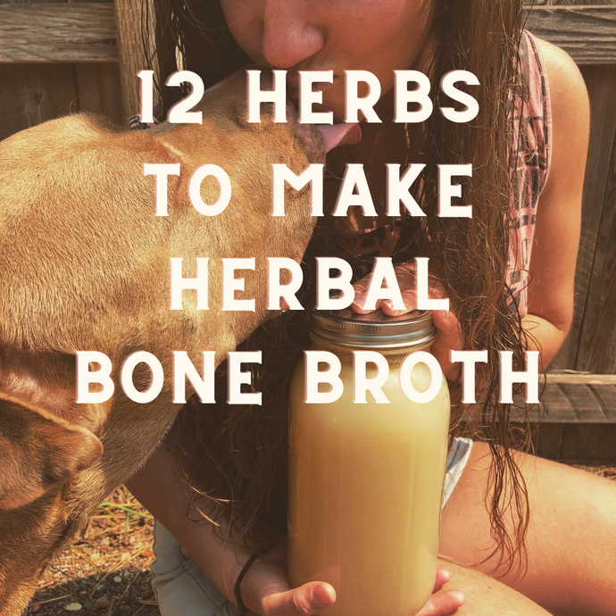 12 Herbs To Make Herbal Broth For You & Your Dog