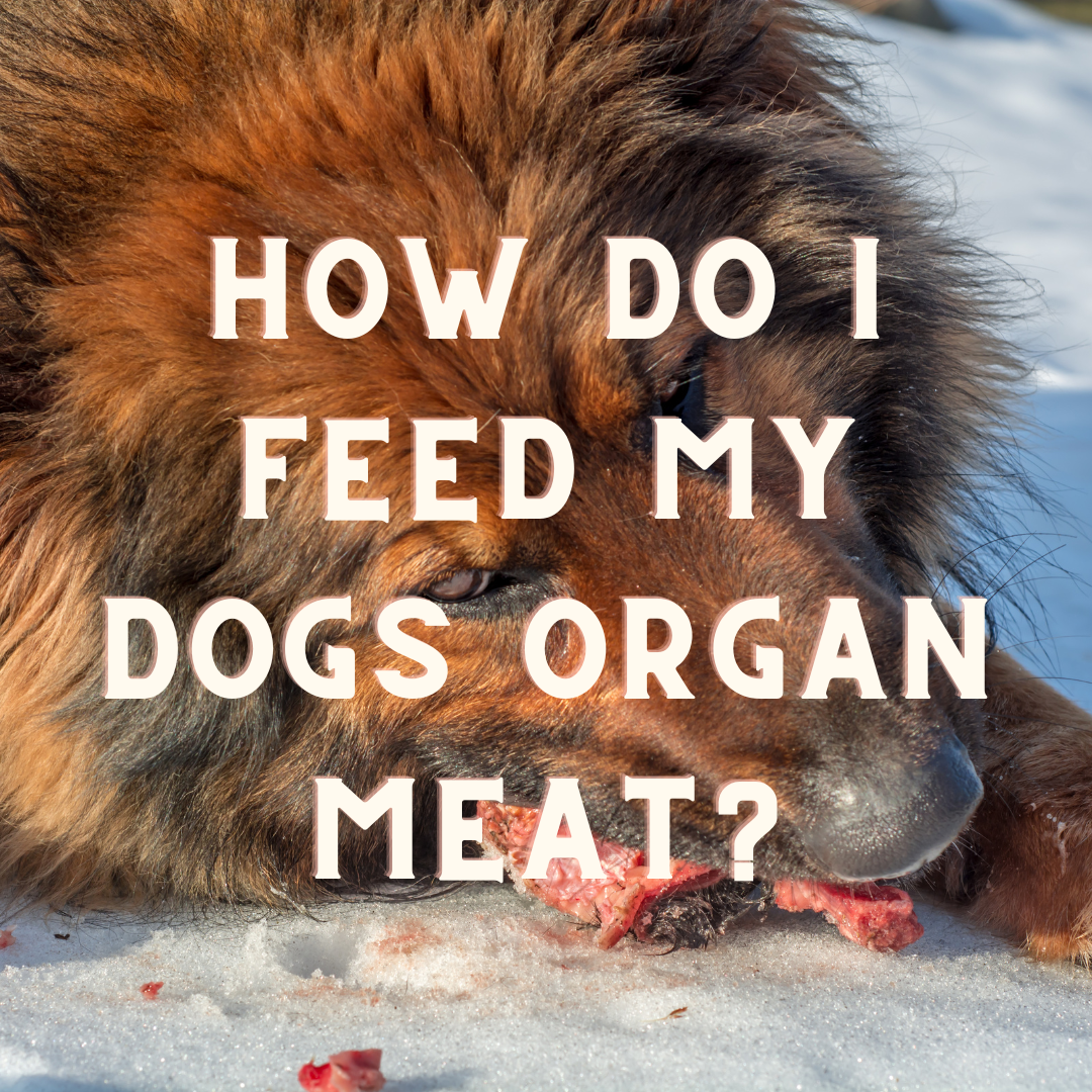 Feeding dogs best sale organ meat