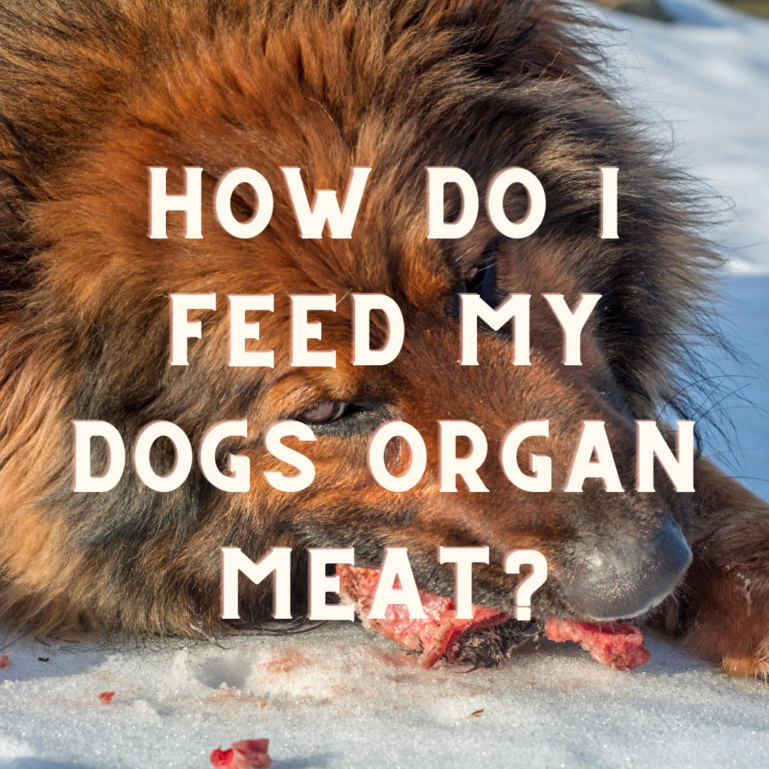 Feeding dogs organ sales meat