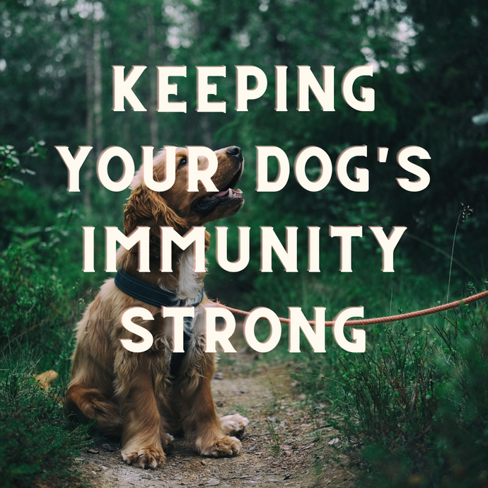 10 Way To Keep Your Dogs Immunity Strong