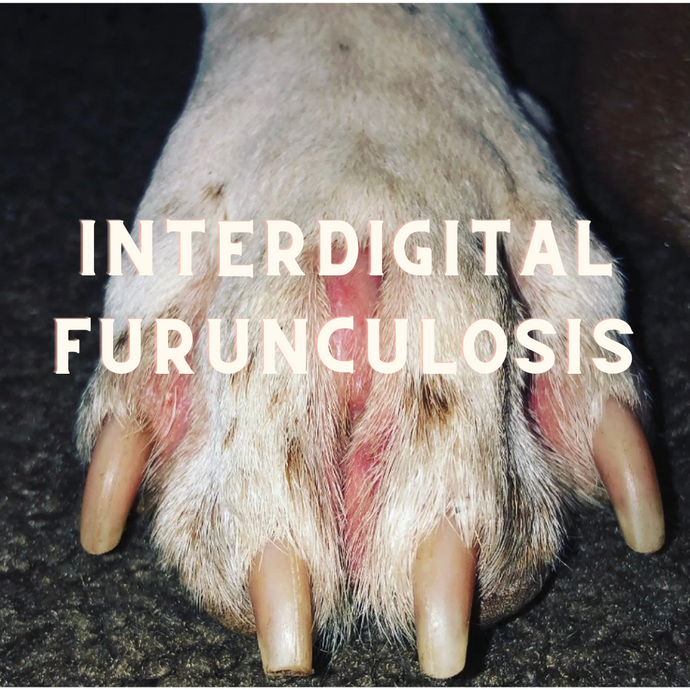 How We Healed Interdigital Furunculosis Naturally