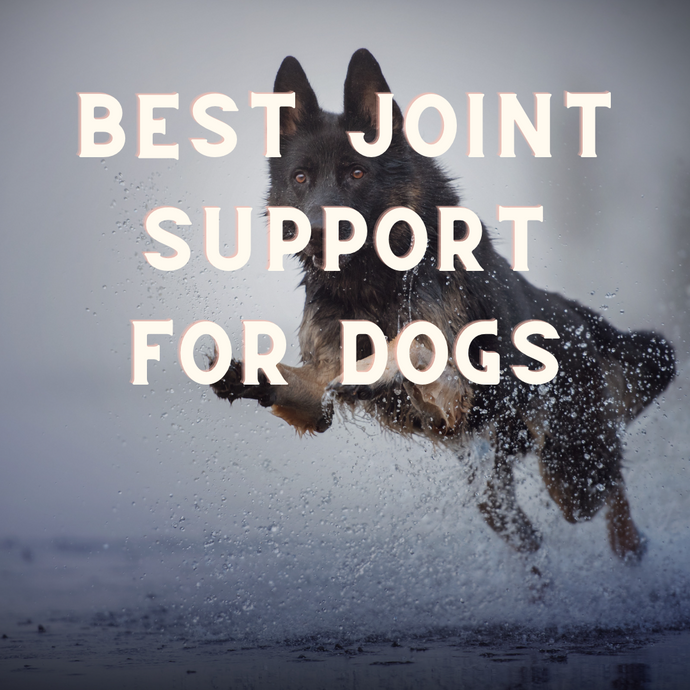Best Herbs And Supplements For Your Dogs Joints