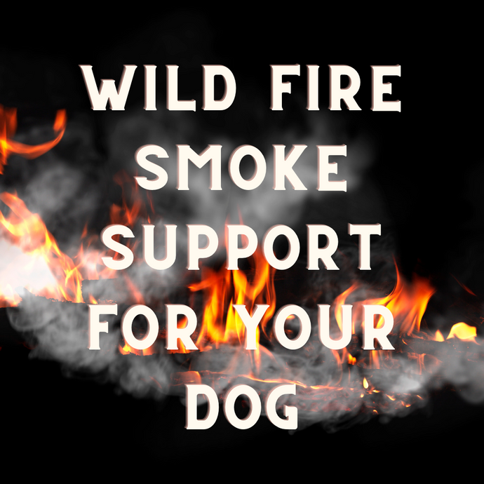 Herbs To Support Your Dogs Lungs During Wild Fire & Smoke Season