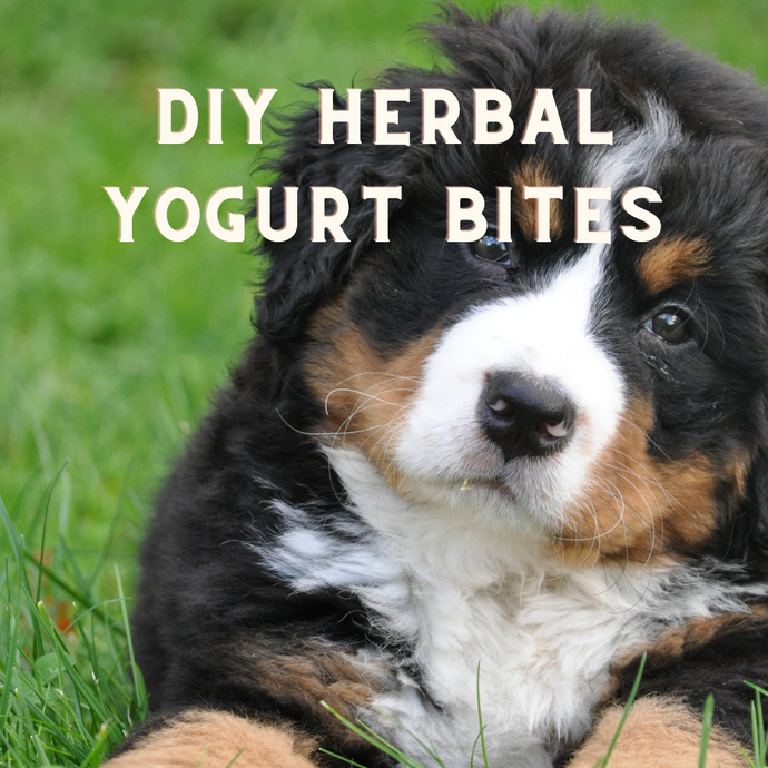 DIY Herbal Yogurt Bites