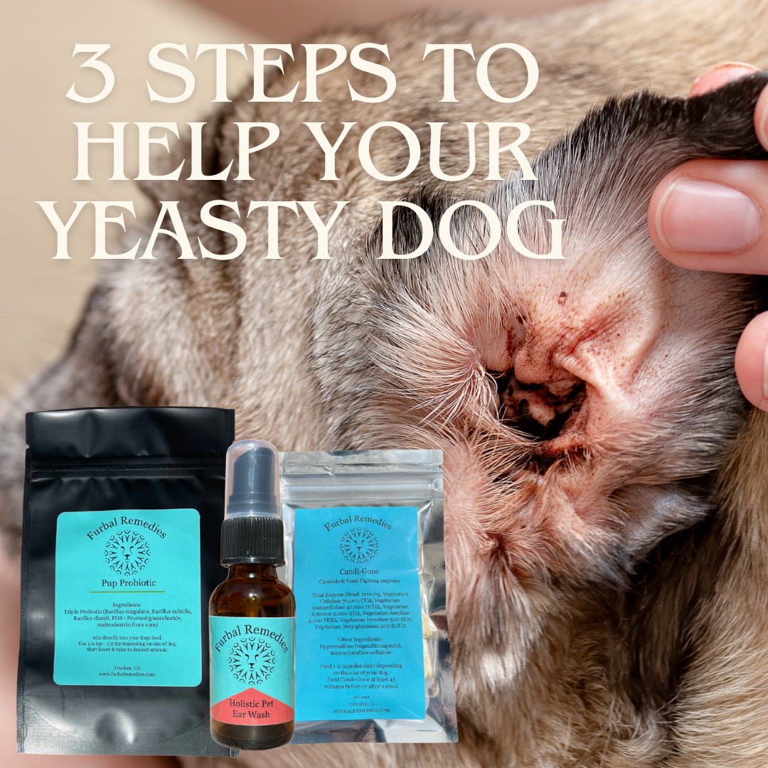 3 Steps To Help Your Yeasty Dog