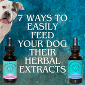 7 Ways To Easily Feed Your Dog Their Herbal Extracts