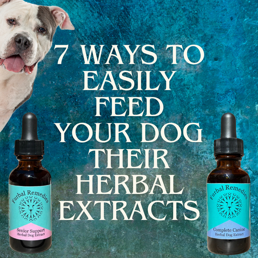 7 Ways To Easily Feed Your Dog Their Herbal Extracts